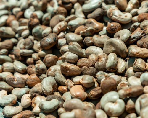 Raw Cashew Nuts (RCN)